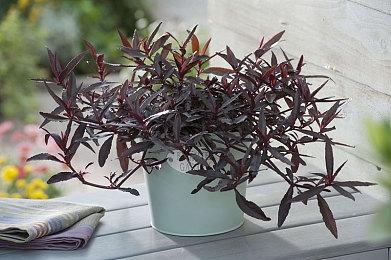 策略游戏《怪兽指挥官》Steam页面上线 支持简体中文