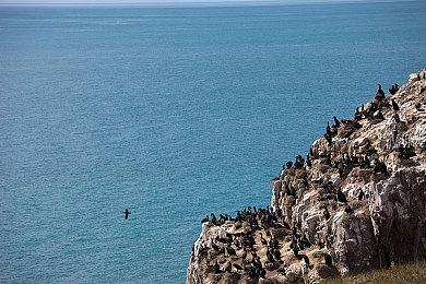 传奇影业宣布推出金刚IP新游戏《金刚：生存本能》 年内发售